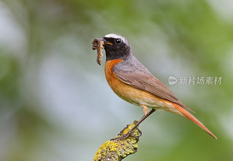 公红雀(Phoenicurus Phoenicurus)